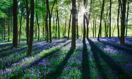Bluebell flower