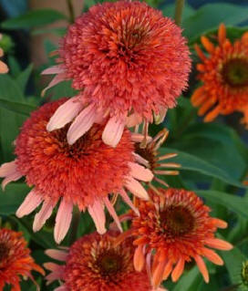 Cone Flower