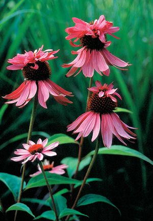 Cone Flower