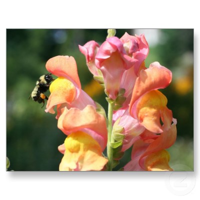 Snapdragon Flower
