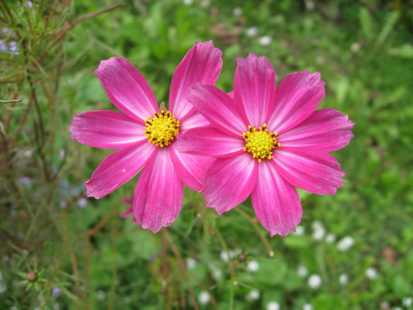 Aster Flower