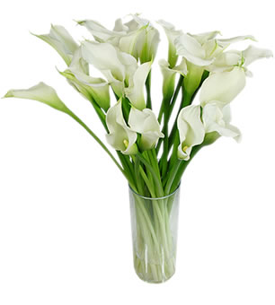 Calla Lily Flower