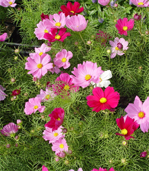 Cosmos Flower