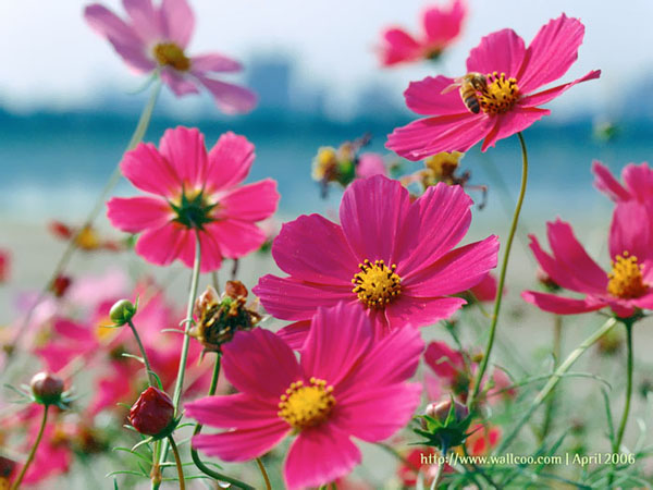 Cosmos Flower