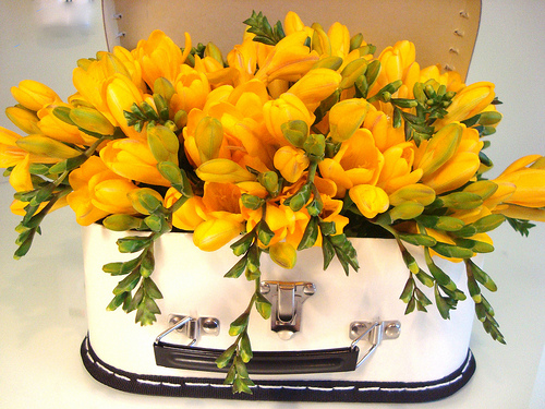 Freesia Flower