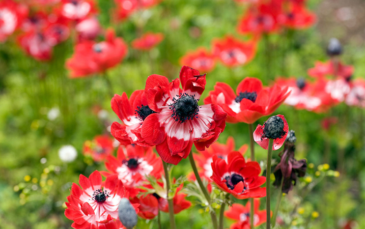 Anemone Flower